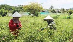 Giá ớt tăng gấp 3-4 lần, nông dân Gia Lai thu lãi 250 - 300 triệu đồng/ha