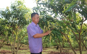 Vườn xoài tròn đặc sản Yên Châu, cây nào cũng trĩu quả, ông nông dân Sơn La hái xuống ai cũng muốn cắn ngay