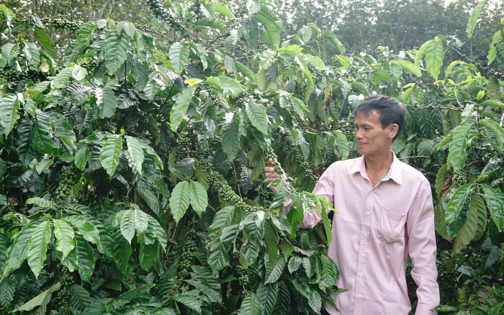 Quỹ Hỗ trợ nông dân &quot;rót vốn&quot; giúp nông dân Kon Tum cải tạo, trồng mới cà phê, nuôi cá