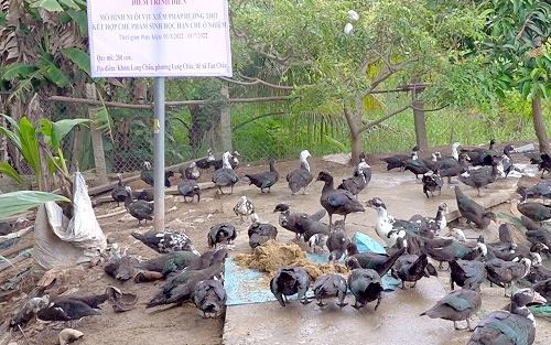 Nuôi vịt xiêm Pháp ở An Giang, cứ nuôi lớn con nào thương lái mua hết sạch