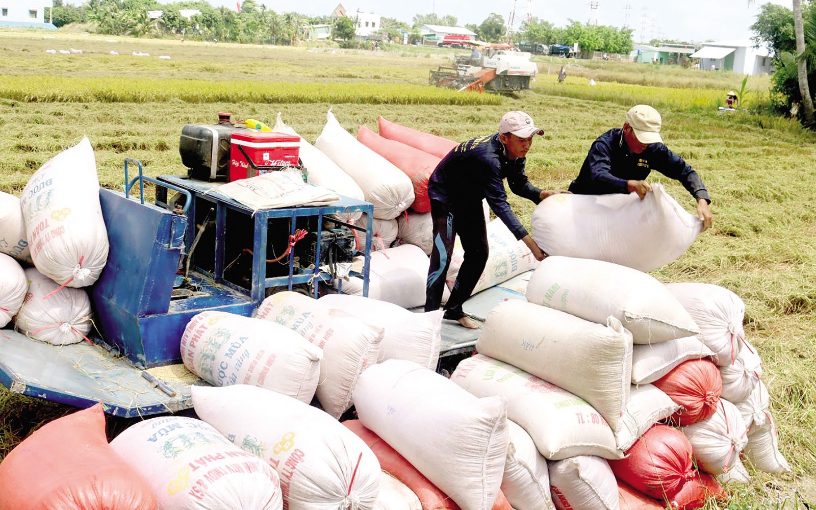 Giá ngô tăng sốc, doanh nghiệp thức ăn chăn nuôi tìm hướng thay thế bằng... gạo