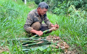 Nhờ vườn cây 