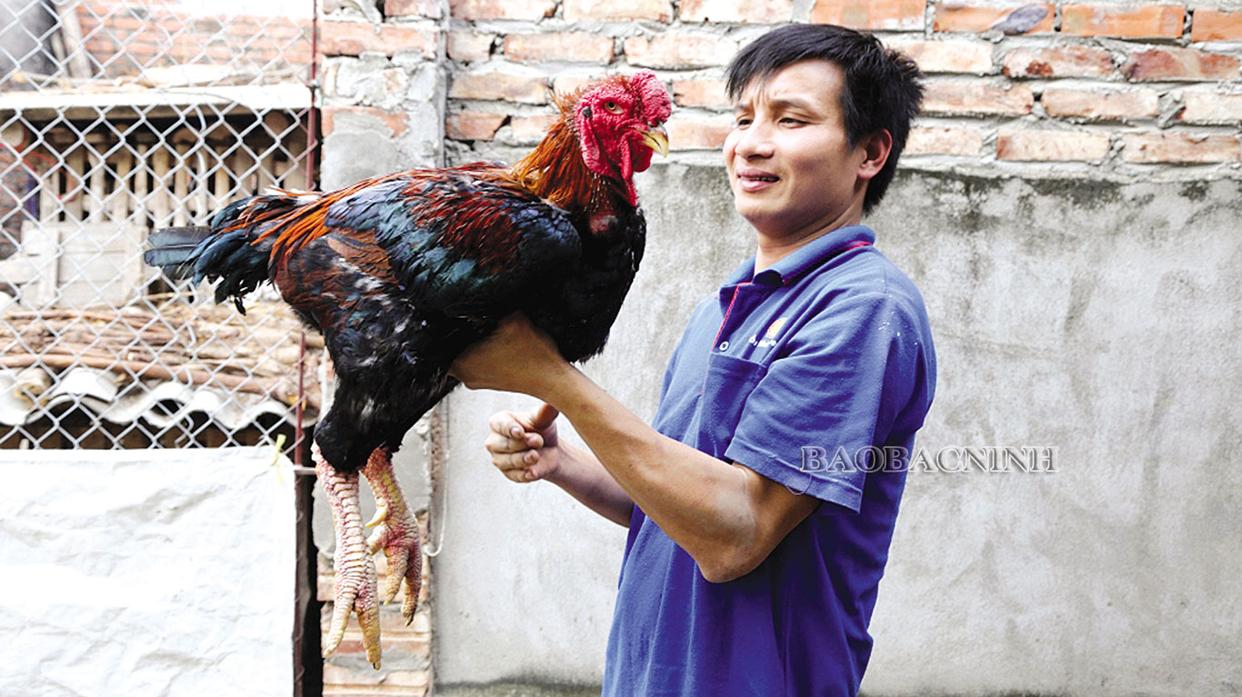 Giống gà tiến vua có hình dáng đẹp, thịt thơm ngon, vì sao cả thôn chỉ nuôi được 1.500 con?