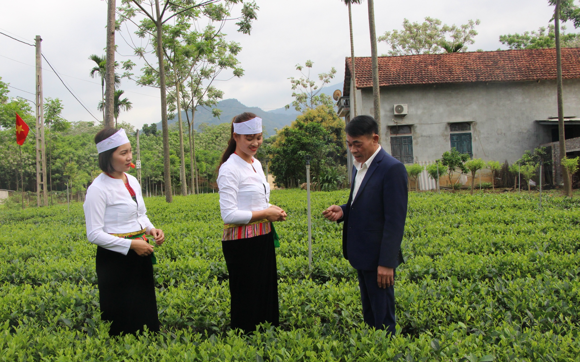 Tín dụng chính sách từ Ngân hàng CSXH giúp nông dân nghèo ở Ba Vì trồng chè, nuôi bò sữa, vươn lên khá giàu