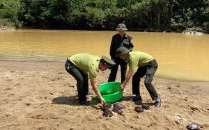 7 cá thể rùa quý hiếm sắp lên bàn nhậu được Kiểm lâm Đà Nẵng giải cứu kịp thời