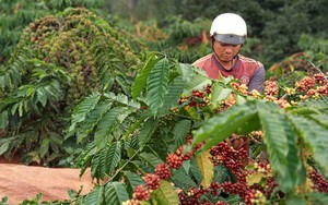 Giá cà phê Việt Nam tăng kỷ lục trong vòng gần 5 năm qua, cà phê Robusta hết hàng