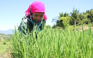 Vùng cao Bắc Yên: Tập trung chăm sóc lúa mùa