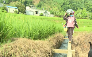 Dẫn đủ nước về ruộng, một xã vùng cao của Lai Châu thu được 900 tấn lương thực