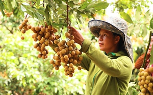 Yên Châu: Được mùa, nông dân trồng nhãn phấn khởi vào vụ thu hoạch