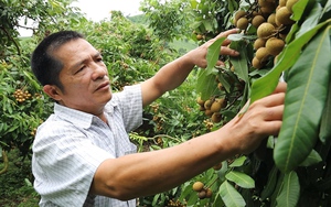 Sông Mã: Nông dân thành triệu phú nhờ cây nhãn