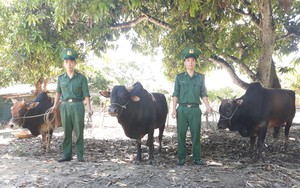 Biên phòng Sơn La phát hiện nhiều vụ vận chuyển gia súc trái phép