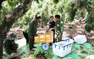 Hội Nông dân Yên Châu: Đồng hành cùng nông dân phát triển kinh tế