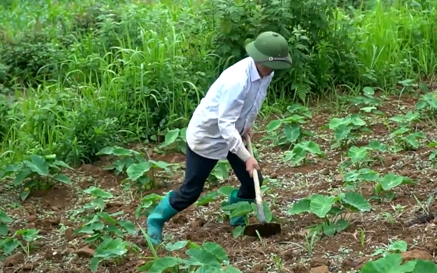 Lai Châu: Nông dân Tân Uyên tích cực đưa cây trồng mới vào canh tác