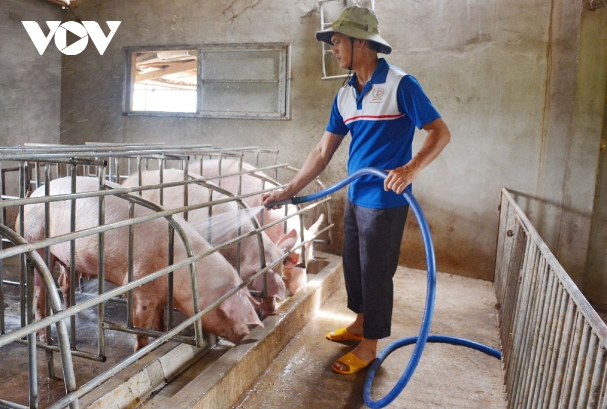 Kiểm soát xuất lợn lậu qua biên giới, giá lợn hơi đột ngột giảm mạnh