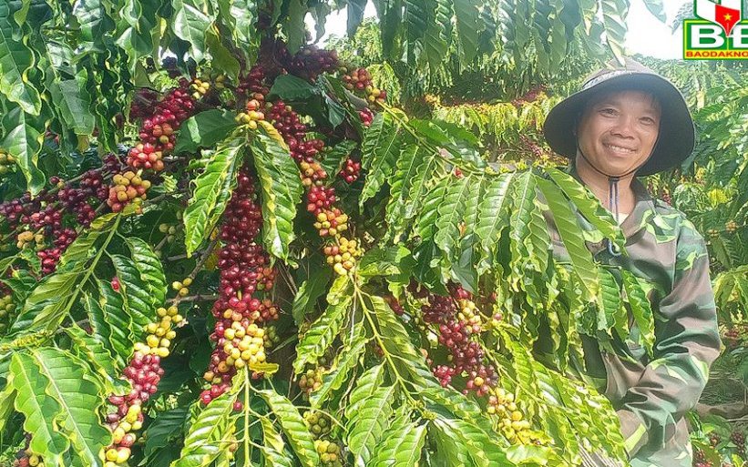 Trồng cà phê thả ngọn là cách trồng kiểu gì mà ngắm trái mãi không chán mắt?