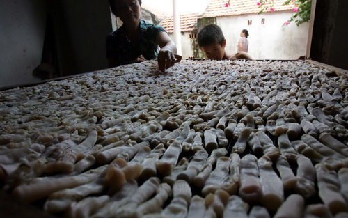 Đào loài đặc sản &quot;vàng ròng&quot; trông như con giun to bự ở Quảng Ninh, thiên hạ rỉ tai nhau ăn vào bổ hơn sâm
