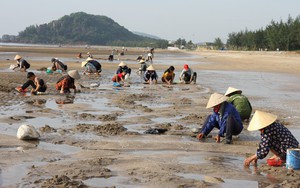 Ra biển Quỳnh, Nghệ An xới cát tìm thứ "đặc sản" tự nhiên nhà nhà đều mê