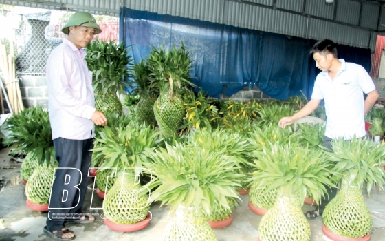 Tình cờ trồng cây phát lộc hóa ra lại phát tài, ai cũng gật gù khen cả làng ở Thái Bình &quot;tài, lộc&quot;