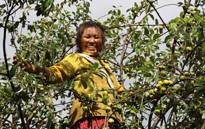 Cây thoát nghèo trên vùng cao Bắc Yên