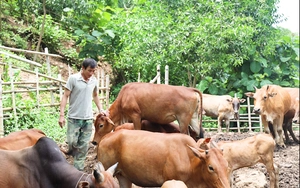 Lão nông người Mường có cuộc sống ấm no từ chăn nuôi bò