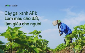 Cây gai xanh: Làm màu cho đất, làm giàu cho người