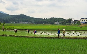 Lào Cai: Nhiều giải pháp phát triển nông nghiệp toàn diện