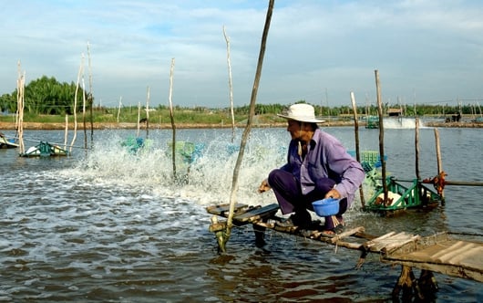 Đào tạo nghề cho nông dân xã nông thôn mới nuôi tôm công nghệ cao