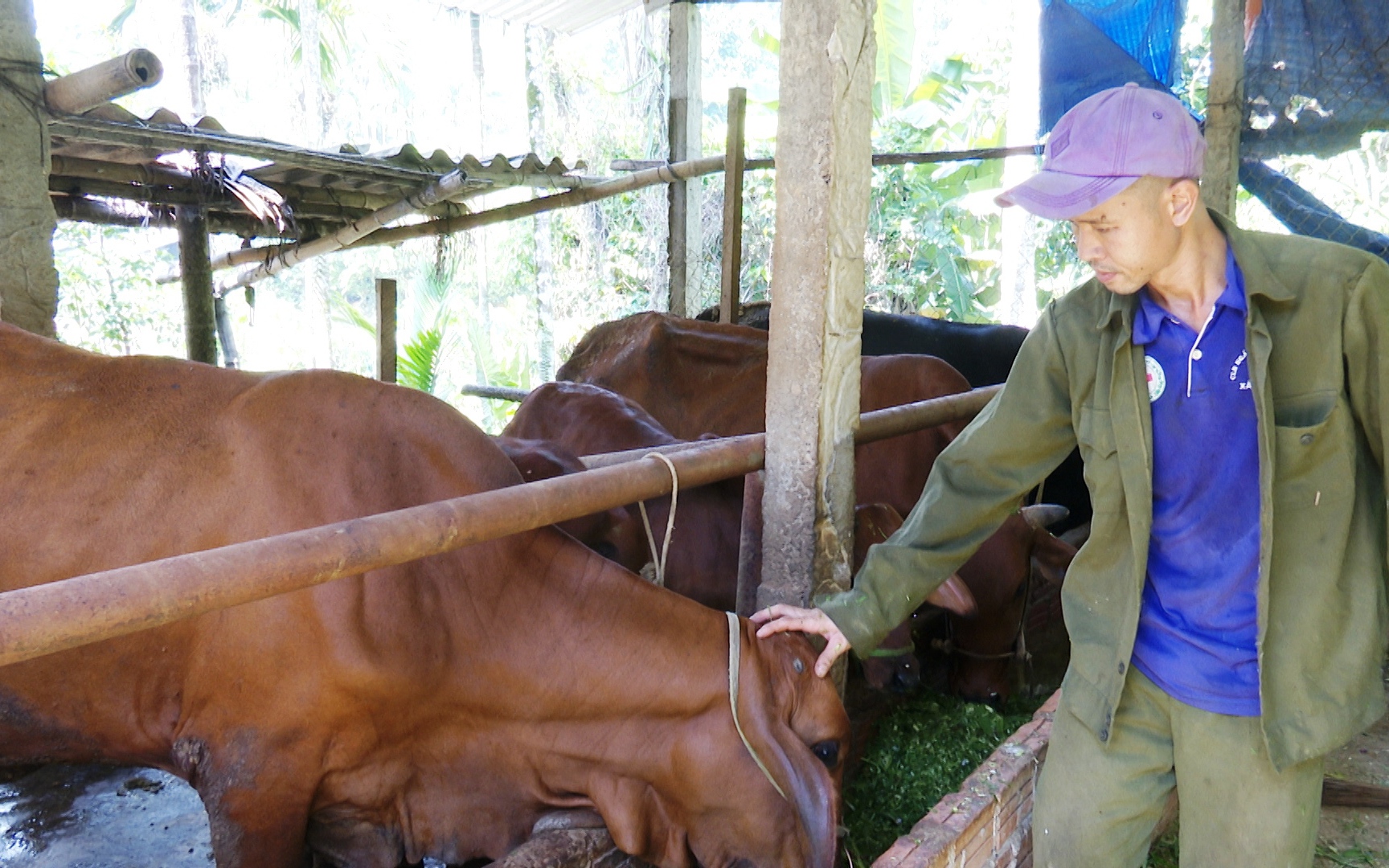 Thôi làm công an xã, anh nông dân Quảng Nam về thả heo rừng lai, nuôi bò dưới tán cây, lãi cả trăm triệu