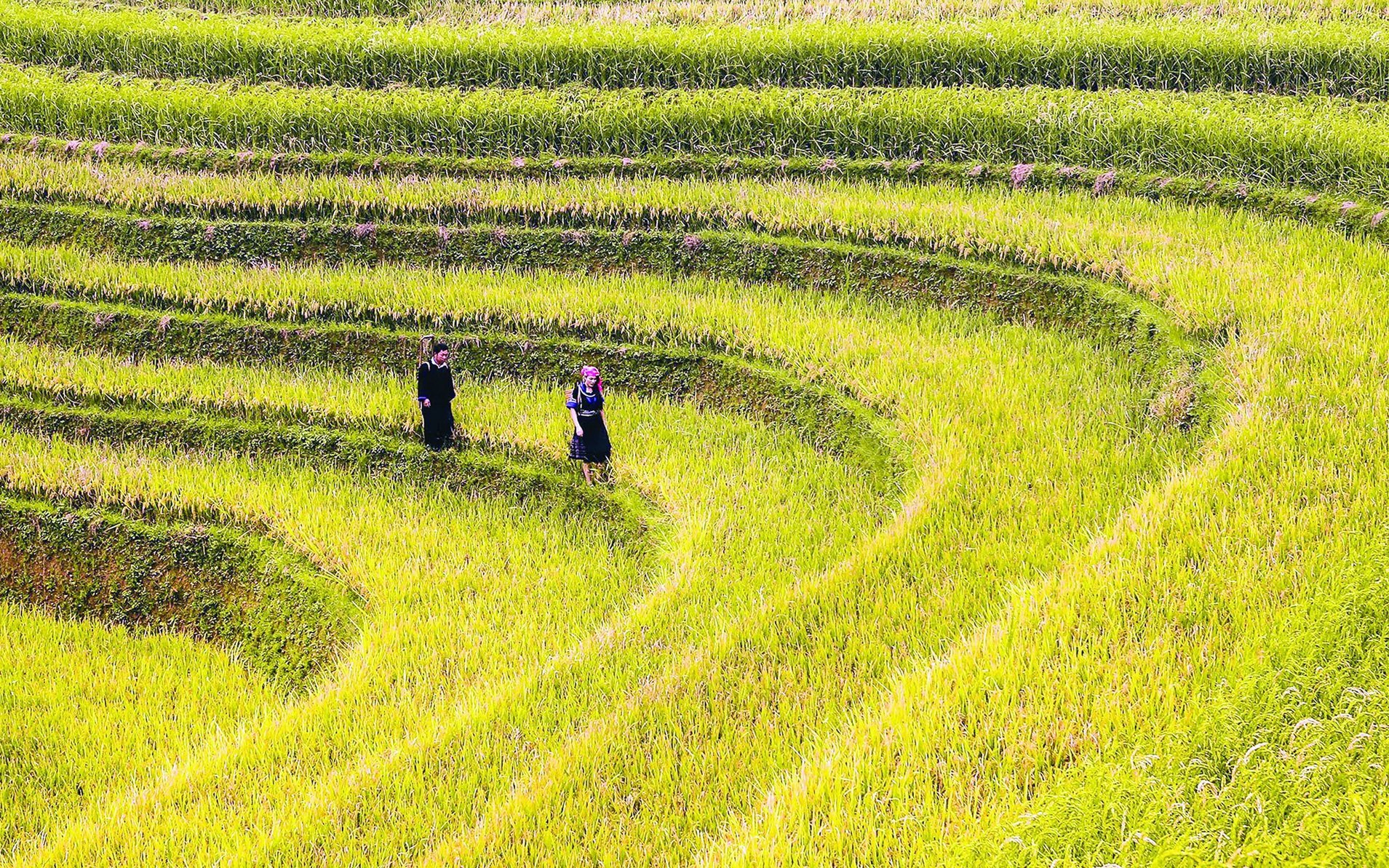 Ruộng bậc thang “nhuộm vàng” Tây Bắc, du khách đổ xô đi phượt