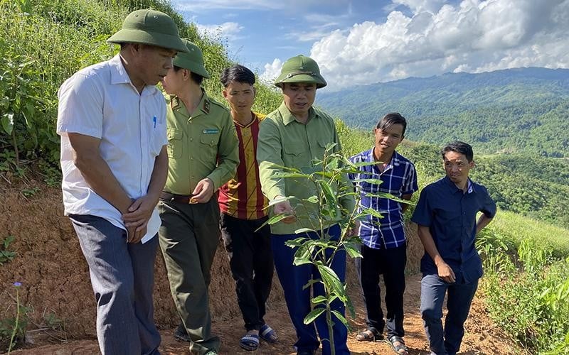 Ồ ạt trồng cây quế ở Điện Biên, cây giống tự mua trôi nổi, mạnh ai nấy trồng