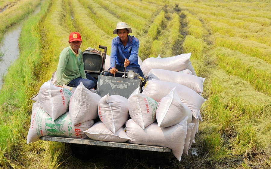 Ấn Độ cấm xuất khẩu gạo tấm và áp thuế mới đối với xuất khẩu gạo, cơ hội cho gạo Việt?