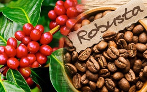 Báo cáo tồn kho giảm sâu, giá cà phê Robusta quay trở lại xu hướng tích cực