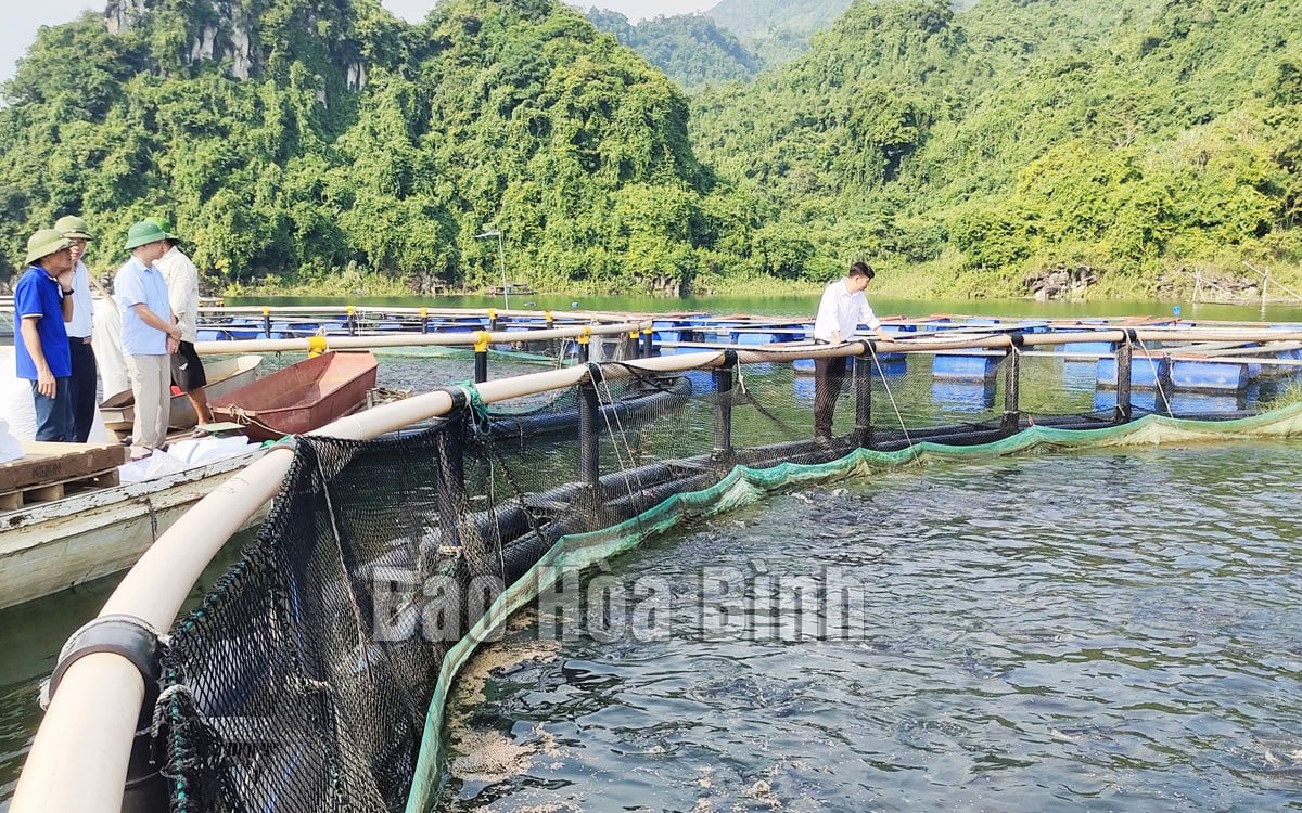 Sản lượng cá lồng nuôi cao gấp 5 lần cá khai thác, hàng ngàn hộ chăn nuôi ở lòng hồ Hòa Bình đều có lãi