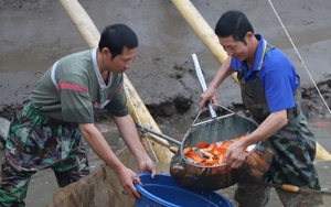 Nuôi loài cá có màu đỏ lạ, cuối năm thương lái khắp nơi đổ về thu mua, người dân làng này lãi to