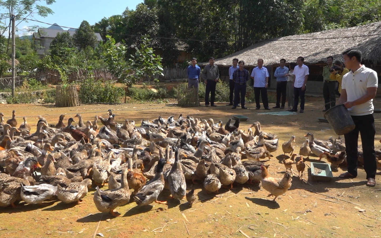 Giống vịt "đẹp mã" của Lào Cai được Cục Sở hữu trí tuệ cấp giấy chứng nhận nhãn hiệu, dân bán 250.000 đồng/con