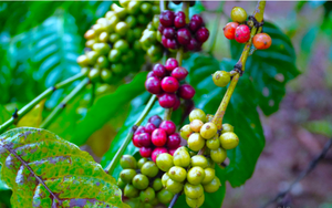 Nghỉ Tết Nguyên đán, nguồn cung cà phê Robusta sẽ gián đoạn