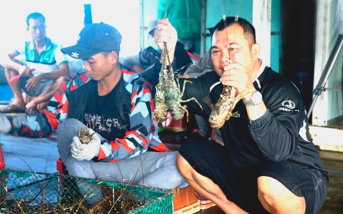 Trung Quốc mở cửa thị trường, giá tôm hùm Khánh Hòa tăng cao, giá tôm hùm bông cao nhất là bao nhiêu?