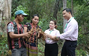 Tín dụng chính sách: Đòn bẩy giúp Quảng Nam thúc đẩy xây dựng nông thôn mới và giảm nghèo bền vững