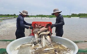 Ở ĐBSCL lúc này tôm xuống giá mà một loại cá chắc thịt lại &quot;lên đời&quot;, hễ nhà nào kéo bán là trúng