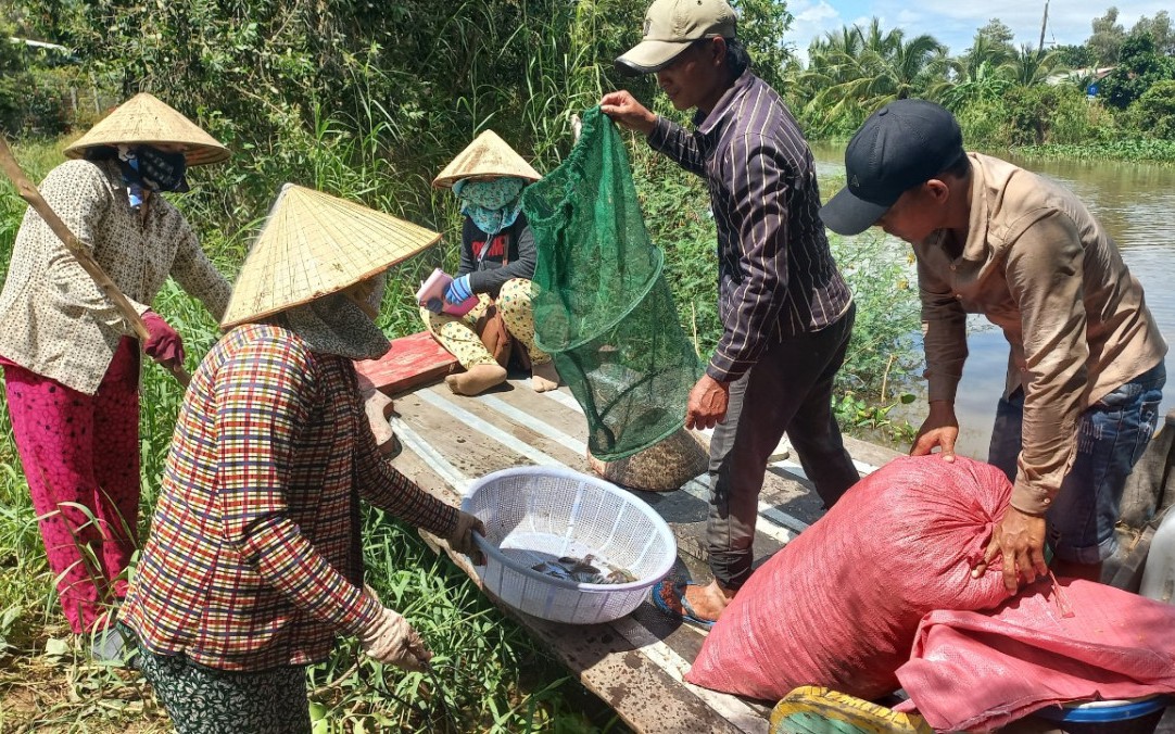 Nước lũ đổ về nhiều hơn, dân vùng Đồng Tháp Mười ở Long An tấp nập ra đồng bắt cá tôm