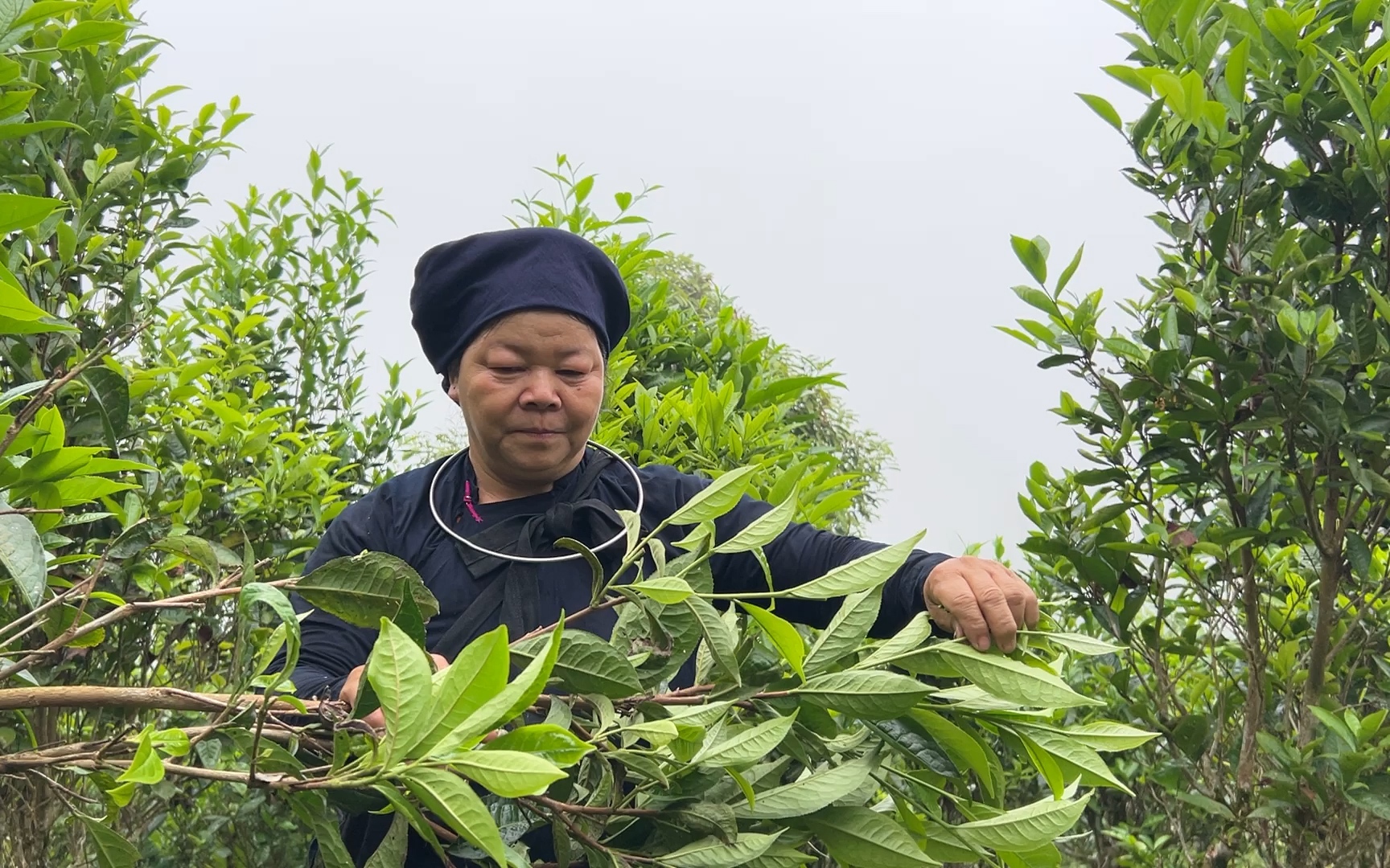 Chè Shan tuyết Ngọc Thắng đạt OCOP 4 sao: Nâng tầm giá trị chè Việt Nam