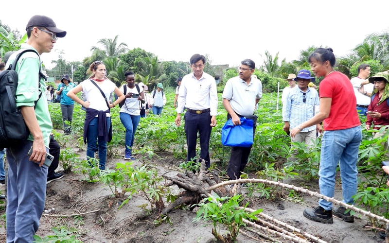 Đã có 175 giống sắn kháng được bệnh khảm lá, nông dân hết nỗi lo với loại dịch bệnh nguy hiểm này