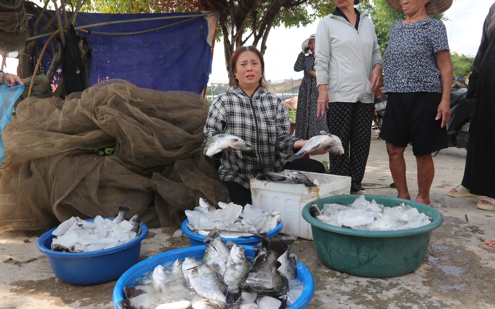 Cá to bự nuôi lồng bè bỗng chết hàng chục tấn, dân nơi này ở Hà Tĩnh tay trắng sau khi ngủ dậy