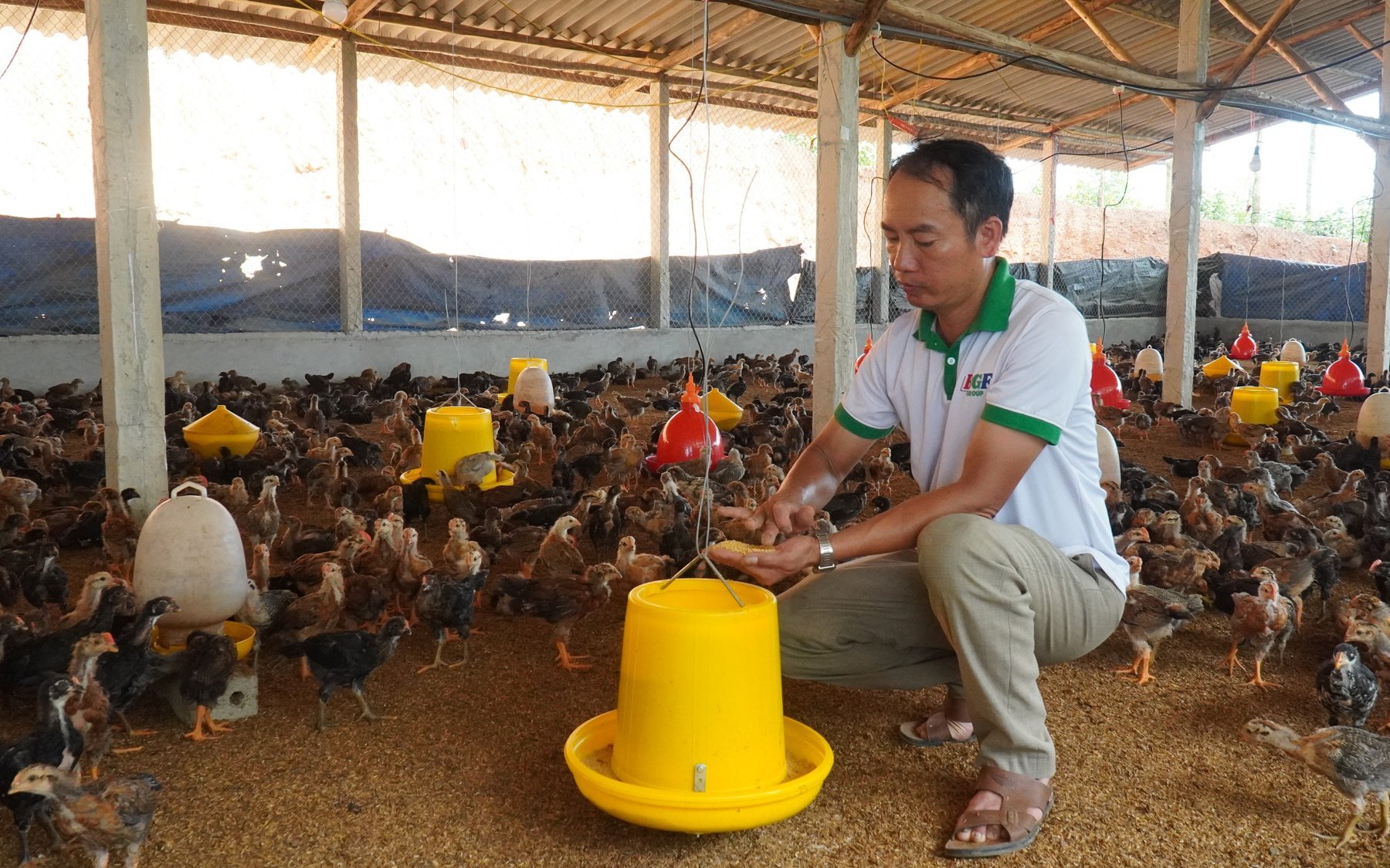 Nuôi gà lai chọi thả vườn, Nông dân Việt Nam xuất sắc 2023 đến từ Bắc Giang lãi 2,4 tỷ/năm