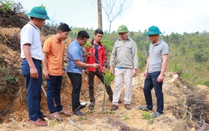 "Giải bài toán" liên kết nông dân- doanh nghiệp: Đưa cây mít siêu sớm lên vùng cao Than Uyên giúp giảm nghèo (Bài 1)