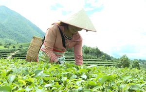 Nông dân Tam Đường tăng thu nhập từ trồng chanh leo, sản xuất hàng hóa