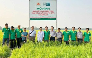 2 thị trường gạo chính của Việt Nam phải tăng mua vào- Ảnh 4.