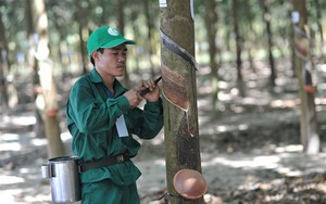 Tập đoàn Cao su Việt Nam (GVR) điều chỉnh kế hoạch kinh doanh