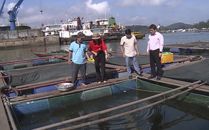 Vốn tín dụng ưu đãi Ngân hàng Chính sách xã hội tạo “sức bật” cho nông dân Cửa Lò làm kinh tế