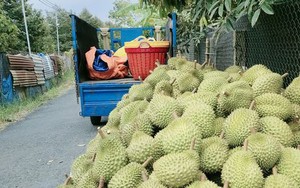 Đây là loại trái cây ngon đang tăng giá tốt nhất hiện nay ở ĐBSCL, thương lái "săn lùng" ráo riết